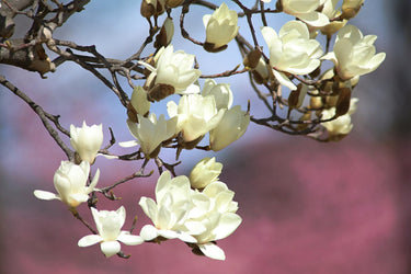 10 KOBUS MAGNOLIA TREE aka Japanese Magnolia or Kobushi - White Pink 4